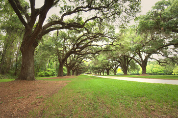 A beautiful ally of very old live oaks near Charleston, SC.