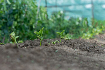 Close up of germination of bean seeds in a rural garden - selective focus