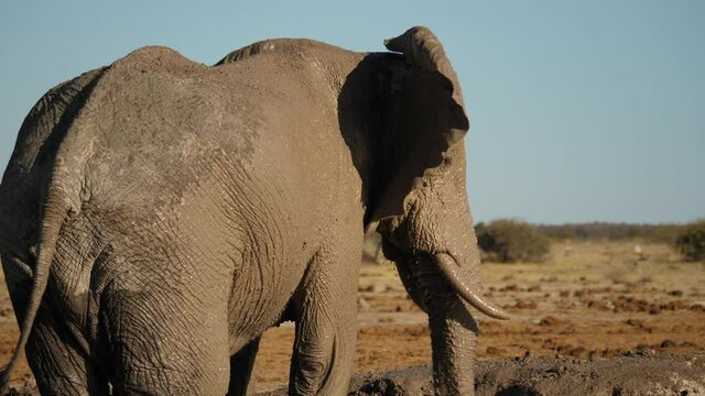 Rear view of adult African elephant taking a mud bath by squirting water on its back. Slow motion, action shot.