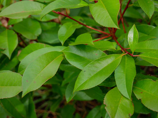 Fototapeta na wymiar Green photinia leaves closeup macro