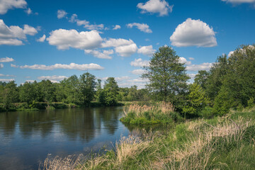 Fototapeta na wymiar Pilica river at beautiful sunny day near Gapinin, Lodzkie, Poland