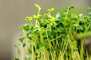 Salad micro greens growing bunch close up