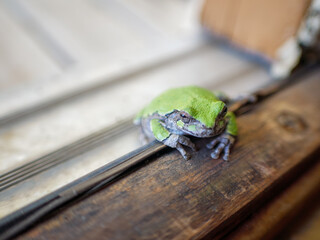 Tiny frog with greenback rests on doorway threshold