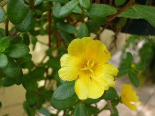 yellow flowers