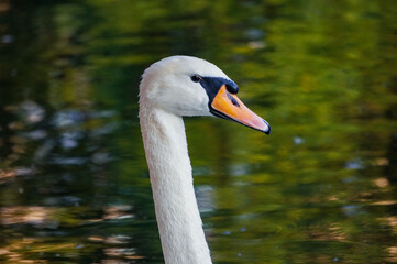 Beautiful white swans on the Patriarch Ponds