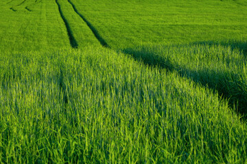 Young green shoots of cereal at sunset. Beautiful spring landscape, agricultural field panoramic view.