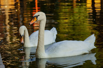 Fototapeta premium Beautiful white swans on the Patriarch Ponds