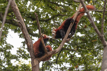 Two red pandas at the dublin zoo