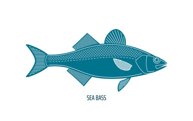 Sea bass, European bass or branzino, line art style simple vector illustration