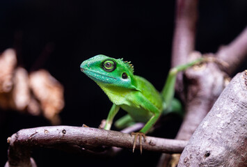 Green crested lizard