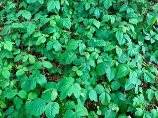 poison ivy green leaves background