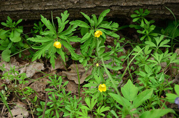 Beautiful photo of yellow flowers in spring forest