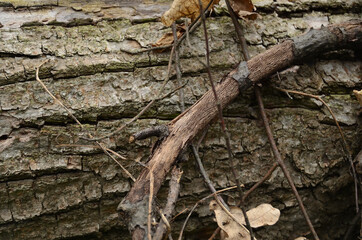 Photo background logs in the forest