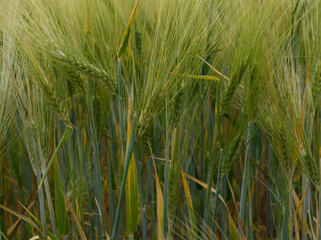 Green wheat field ripening in the sunshine. green blades of wheat enveloped in the spring sun during the golden hour
