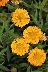 yellow dandelions in a garden