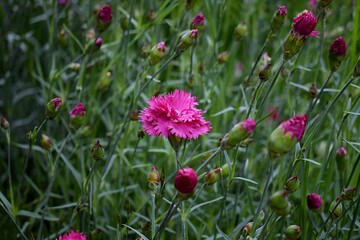 Dianthus gratianopolitanus or cheddar pink