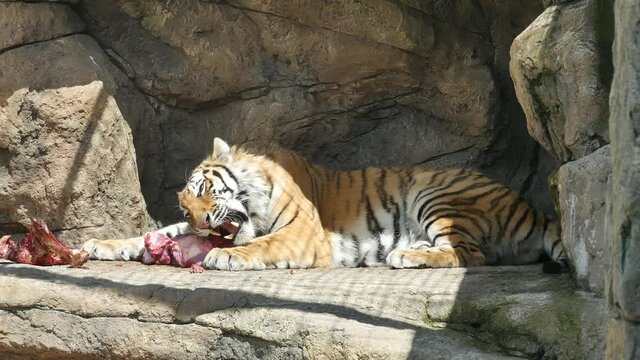 Tiger eats meat in the zoo aviary.