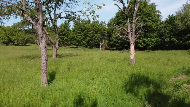 alte Streuobstwiesen als Wertvoller Lebensraum im Rheintal