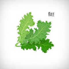 Kale salad leaves isolated on white background. Fresh ingredient for salad in flat style.