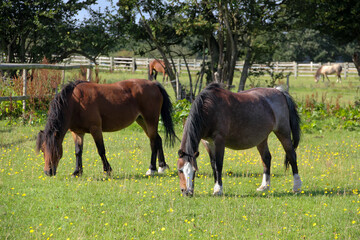 Two fat ponies grazing happily together enjoying each others company as they eat