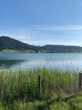 &Auml;gerisee - Aegerisee in Ober&auml;geri mit Sicht auf Unter&auml;geri ,  Nollen, den Zugerberg und Berg Rigi / See in der Schweiz