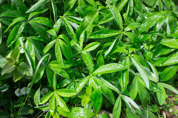 Green Common Buttercup leaves with rain drops, close up, selective focus. Green leaves after rain. Nature background.