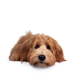 Adorable red / abricot Labradoodle dog puppy, layingflat face down facing front, looking towards camera with shiny dark eyes. Isolated on white background. Mouth closed, head on floor.