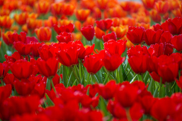 Red Yellow-Orange Tulips