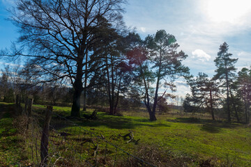 Naturschutzgebiet Wald, Sanddünen in Baden-Baden Sandweier