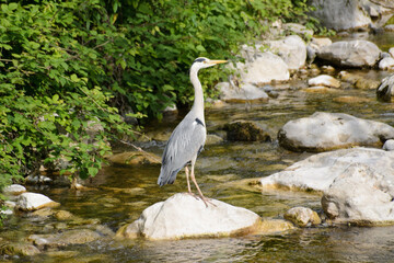 Airone sul fiume