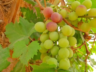 grape or vine in sahara desert of Algeria