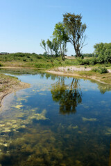 Fototapeta premium reflecting trees, Zwin, border between Belgium and the Netherlands