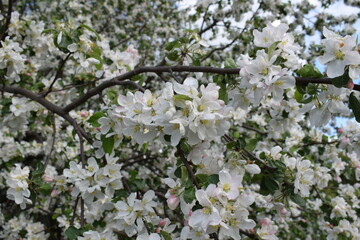 The Apple tree is blooming.Spring