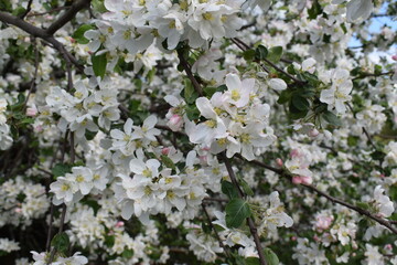 The Apple tree is blooming.Spring