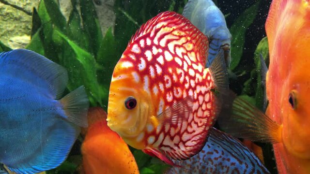 Diskusfische im Amazonas Becken