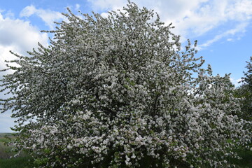 The Apple tree is blooming.Spring