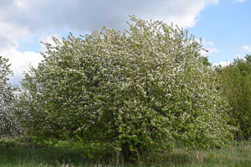 The Apple tree is blooming.Spring