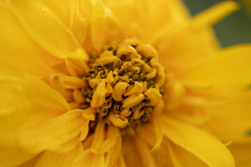 Beautiful yellow flower close up