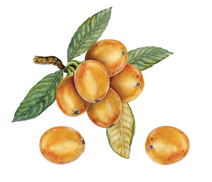 illustrazione non digitale realistica (acquarello) di un ramo di nespolo (Eriobotrya japonica) con foglie e frutti