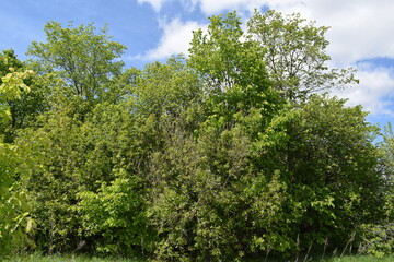 Trees.Spring