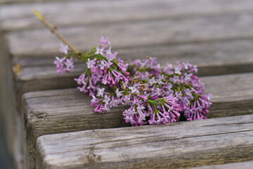 A sprig of lilac lies on a wooden bench in the city public park Sunny spring day. Floral pattern.