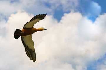 Photography of Ruddy Duck (shelducks) soaring over the land in spring sunny day. Theme of the life of wild animals.
