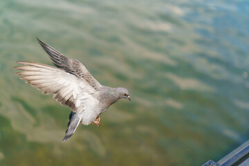 Gray pigeon over city pond. Dove cuts the air with wings widly open. Sunny spring day. Animals theme. Flying concepts.