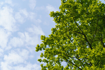 Photography of Oak Lush Foliage. Blue spring sky as background. Public city park image. Sunny spring day.  Natural background. Free space for message.