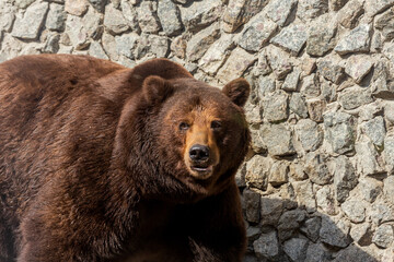 Brown bear sits in zoo.  Big pensive brown bear (Ursus arctos) sitting about stone wall. Animal circus pet sitting in gorgeous pose and thinking - western concept