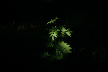 green leaves in the dark