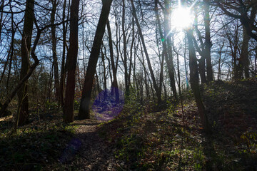Naturschutzgebiet Wald, Sanddünen in Baden-Baden Sandweier