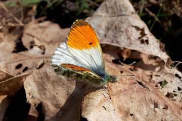 An Orange-tip butterfly sitting on dried leaves.