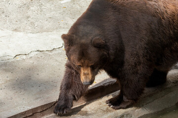 Brown bear sits in zoo.  Big pensive brown bear (Ursus arctos) sitting about stone wall. Animal...