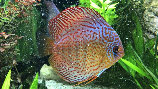 Diskusfische im Amazonas Becken